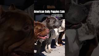 Puppies For Sale /Best American Bully For Sale In Bangalor/ Qualitypuppies#dogsales#americanbully