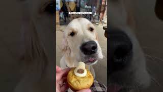 Golden Retriever Shocked by Unexpected Present!