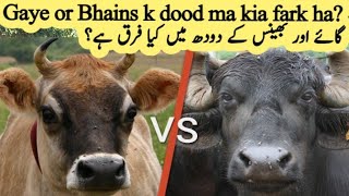 Cow and Buffalo Milk Difference - Dr Waheed Ahsan