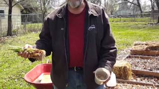 Planting onions the paper bag method