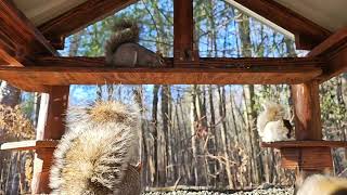 Squirrels of Connecticut | #chipmunks_and_squirrels on #Twitch