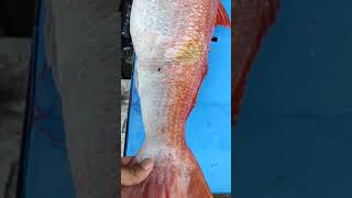 Ikan Ruby Snapper #shortsvideo #shortvideo