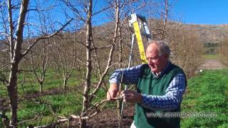 How to prune peach & nectarine trees