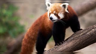 6 Things You Didn't Know About Red Pandas