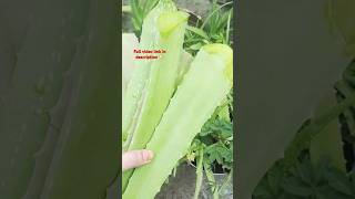 🔥👌🏻 Best way to make aloe vera gel at home😱||without gelatin make aloevera gel #youtube#aloevera gel