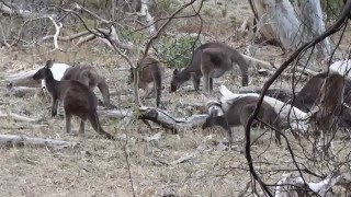 A mob of Euros or Hill Kangaroos grazing at Belair National Park