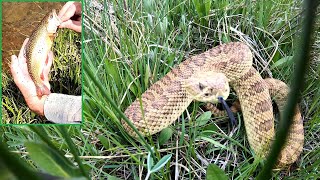 Rattlesnake Surprise While Fishing For Lots of Brook Trout - Wyoming Trout Fishing - Bates Creek