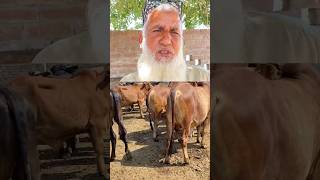 Pakistan Bachra farming Business #farming