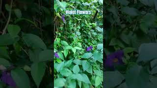 Violet Flowers | Like | Subscribe | Share