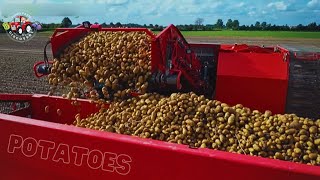 How Harvest Thousand Tons of Potatoes with Modern Machine