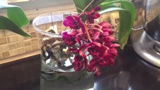 Water culture orchid Phalaenopsis update