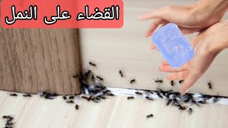 التخلص من النمل 🐜 في المنزل بدون رجعة و بدون مبيدات مضرة لصيف مريح👌