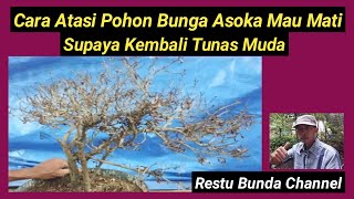 Cara Atasi Pohon Bunga Asoka Mau Mati, Kembali Tunas Muda #alamseru #KarakterDasarBonsai