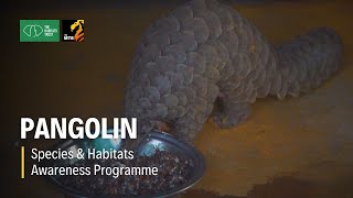 Pangolin - Species & Habitats Awareness Programme