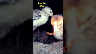 Funny chicks #brooding #funnyvideo #funnychicks #chicks #shortsviral