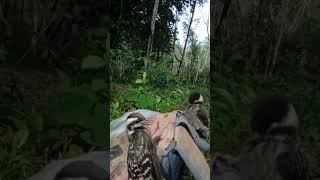 2 ekor anak burung pelatuk beras