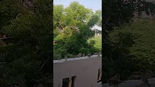 #birds attack on my balcony#sparrow #crow #shortsvideo