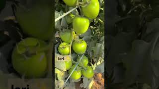 Tomato farming at IARI ❤️ IARI New Delhi 🔬 IARI Assam☘️ IARI Jharkhand 🌿IARI Hubs