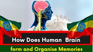 How Does Human Brain form and Organise Memories?