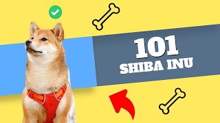 Meet the Adorable Shiba Inu: A Must-Know Dog Breed