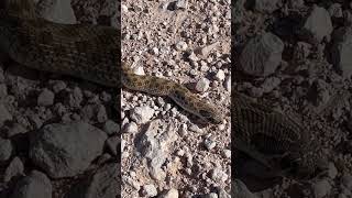 Hognose snake ????￼