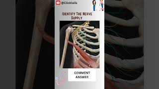 Identify the Muscle of upper limb quiz #humananatomy #upperlimbanatomy #anatomy