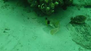 Fish   White spotted pufferfish