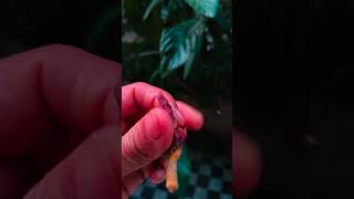 collecting seeds from loquat fruit#lukat#fruit#seeds#loquat fruit#shorts