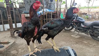 My Farm Update | Aaj Aseel Pathe Niche Aa Gaye 😱 | #aseel #aseelmurga #aseelmurgafarm