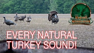 The Best Natural Turkey Calling | Live Hen Sounds and Fight