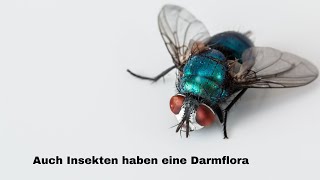 Auch Insekten haben eine Darmflora