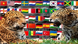 LEOPARD | IN DIFFERENT LANGUAGES