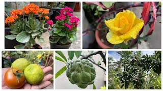 Harvesting fruits from terrace garden !Winter plants,repotting,harvest,garden work & gardening tips