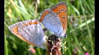 Großer Feuerfalter (Lycaena dispar)