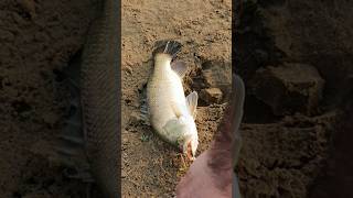 💥கொடுவா🐟மீன் வேட்டை | Sea Bass hunting | #tamil #fishing #தமிழ் #shorts #fishfarming #seabass #fish