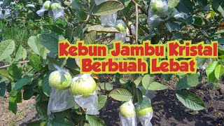 Jambu Kristal Usia 2 Tahun Tumbuh Lebat & Subur