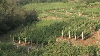 Ruta do viño Ribeiro (galego)