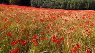 DJI Phantom 2 super low flying over a poppy field