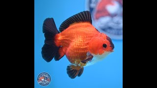 Apache YuanBao Oranda 4.5 inches (241025_OR04)