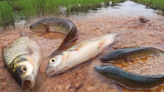 Best fishing Unique Catch a lot of fish and pick duck egg-Best hand fishing