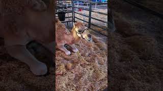 Funny Camel Voice-Over at the Ballpark Fair