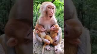 Monkey Video #monkey #youtubeshorts #shorts