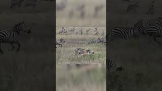 lions attack zebra #wildanimals  #animals  #feedshorts