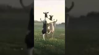 Random cow video