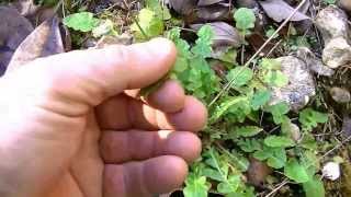 Winter garden. Wild medicinal plants around the house,as seen on America Unplugged.