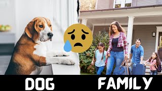 What Do Dogs Think When You Leave the House?