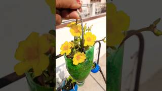 How to grow yellow purslane from cutting #yellow purslane #shots