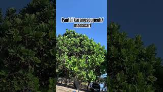 Suasana tengah hari di pantai madasari pangandaran #pantaimadasari #beach #camping