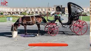 عاجل.. إنتشار عربات الخيول ( الحنطور ) في شوارع مصر بسبب ارتفاع البنزين.. ما القصة؟