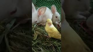 Funny and cute baby animals ~ Rabbit and birds baby _27#shorts